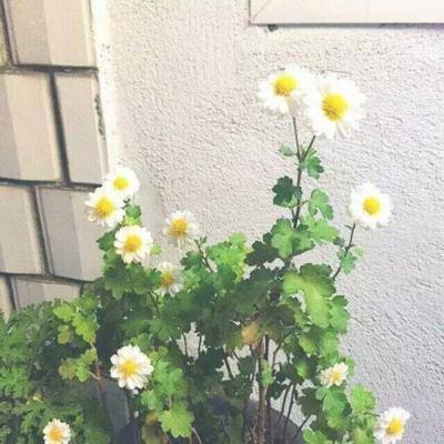 男子伙同信用社主任骗贷290万元，河南民权农商行改制期内控失守